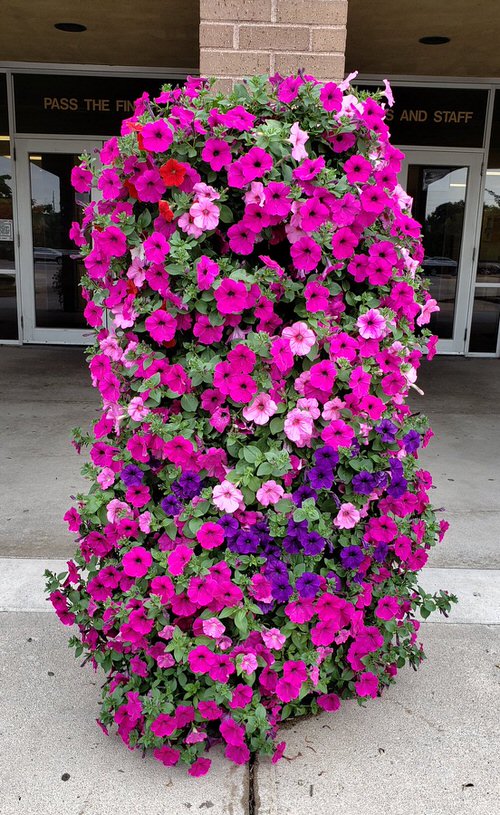 Amazing Things to Do with Petunias