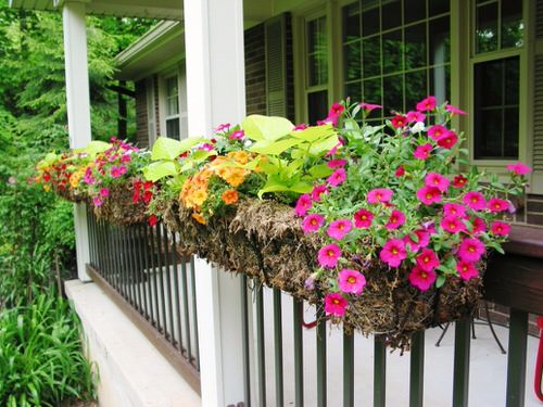 Amazing Things to Do with Petunias 2