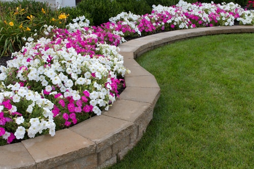 Amazing Things to Do with Petunias 3