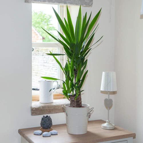 Houseplants that Grow In Dry Air 2