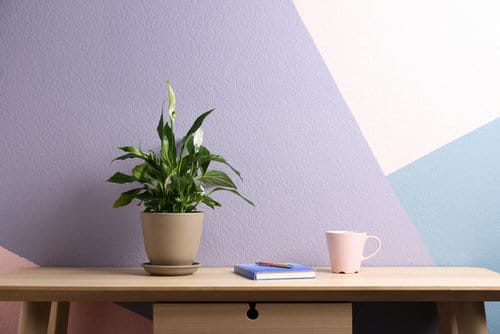 How to Bottom Water Your Plants 2