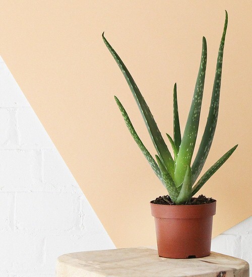 Houseplants that Grow In Dry Air 3