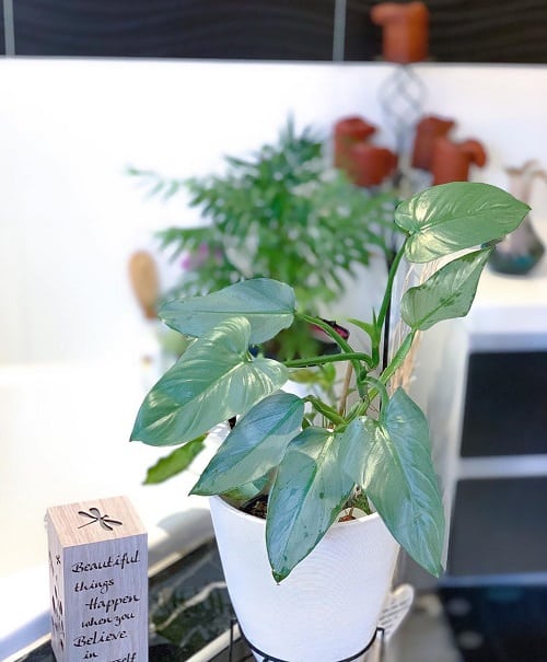 Houseplants with Blue Leaves 4