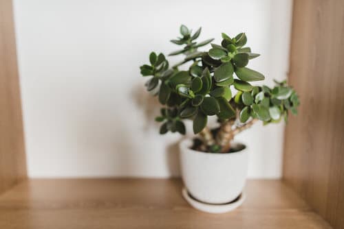 How to Bottom Water Your Plants 3