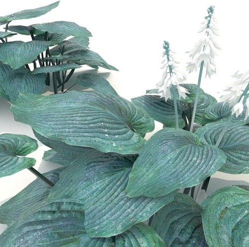 Houseplants with Blue Leaves 5