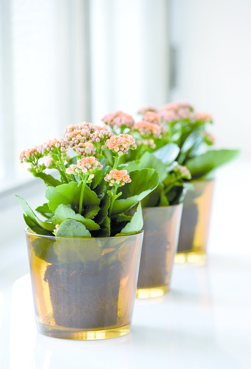 Houseplants that Grow In Dry Air 7