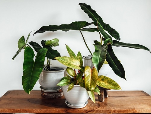 How to Bottom Water Your Plants