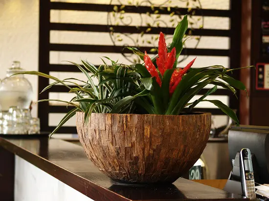 Best Bedroom Plants