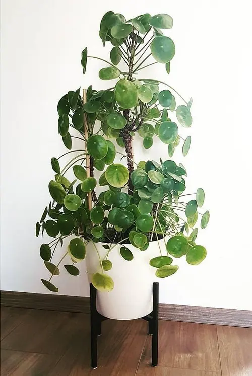 Easy-Peasy Houseplants