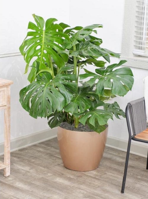Indoor Plants with Fanciful Cut Foliage