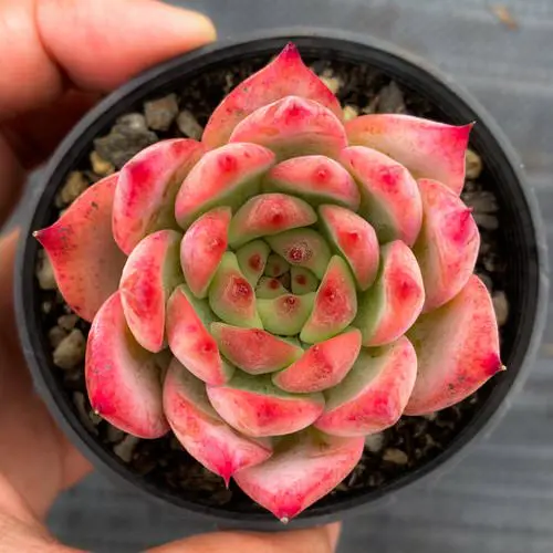 Rose Color Houseplants 6