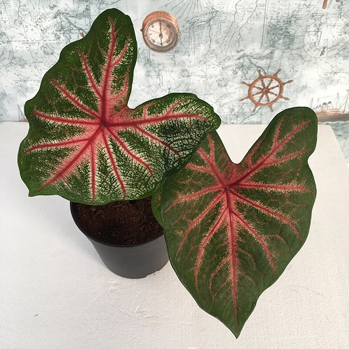 Tricolor Houseplants 5