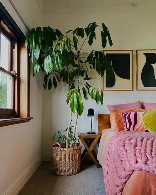 Fast Growing Indoor Plants that Grow Tall 6