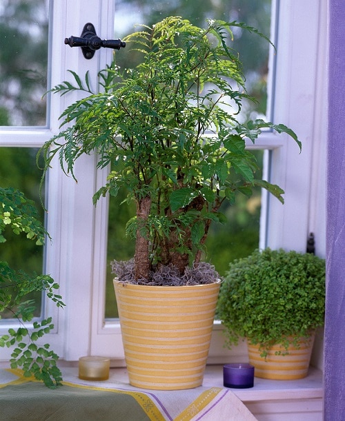 Indoor Plants with Fanciful Cut Foliage 47