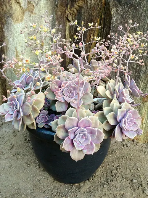 Rose Color Houseplants 7