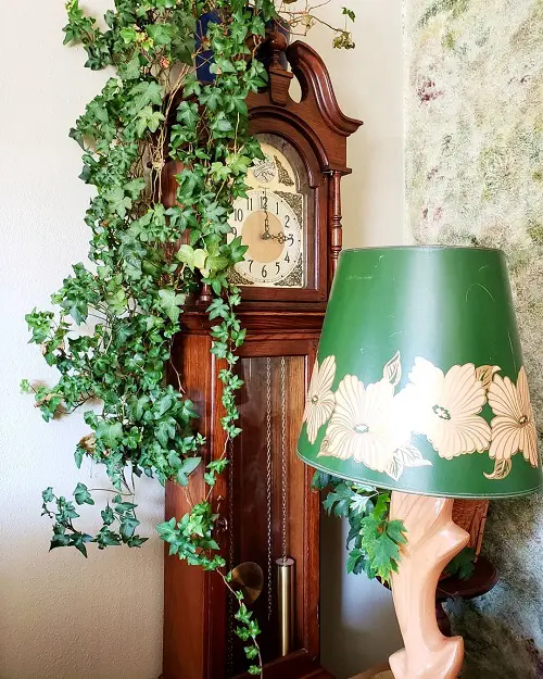 Types of Ivy Houseplants 7