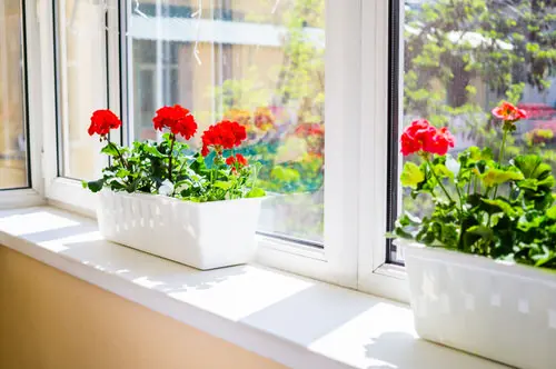 Most Attractive Houseplants for Decorative Purpose 8