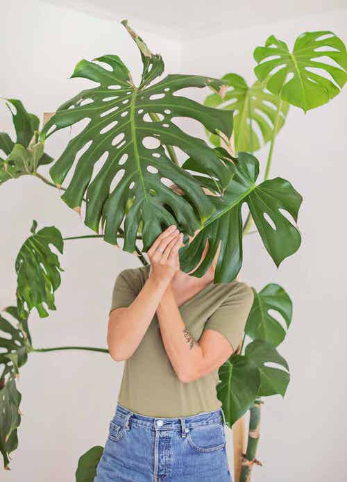 Hojas de plantas más grandes que tu cabeza 16