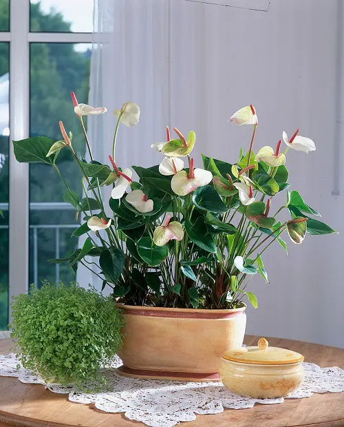 Rose Color Houseplants 10