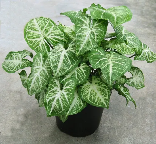 Fast Growing Indoor Plants 17