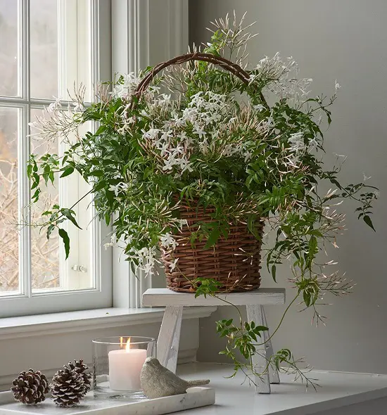 Best Bedroom Plants as natural purifier 