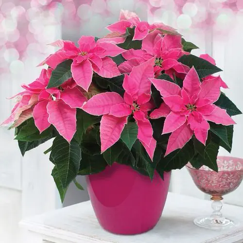 Rose Color Houseplants 12