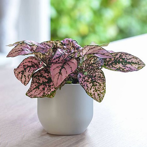Best Indoor Plants for East Facing Windows 3