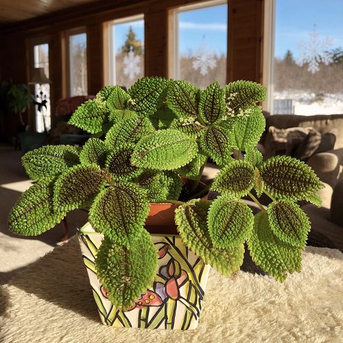 Beautiful Houseplants with Patterns 7