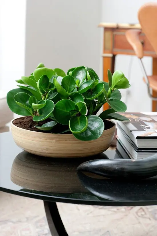 Fast Growing Indoor Plants 20