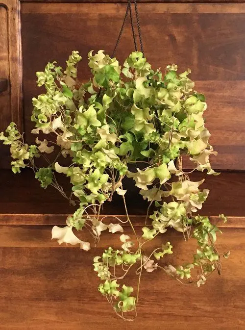 Types of Ivy Houseplants 8