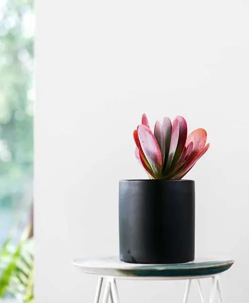 Rose Color Houseplants 15