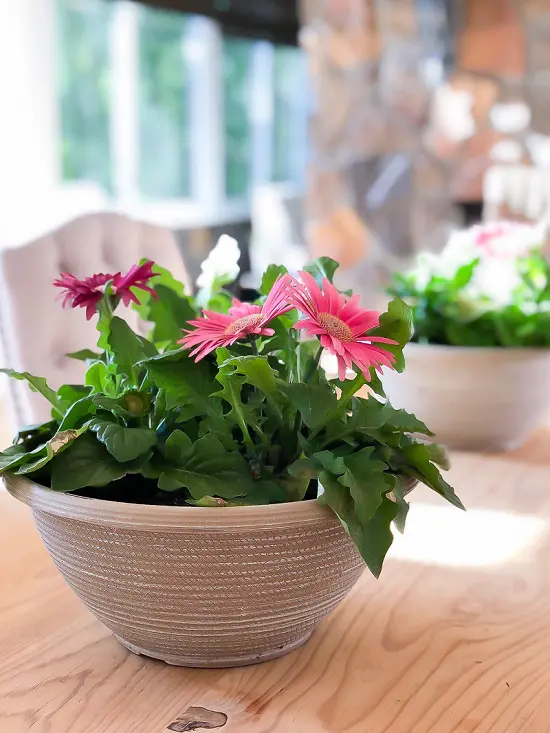 Best Bedroom Plants that tops the list