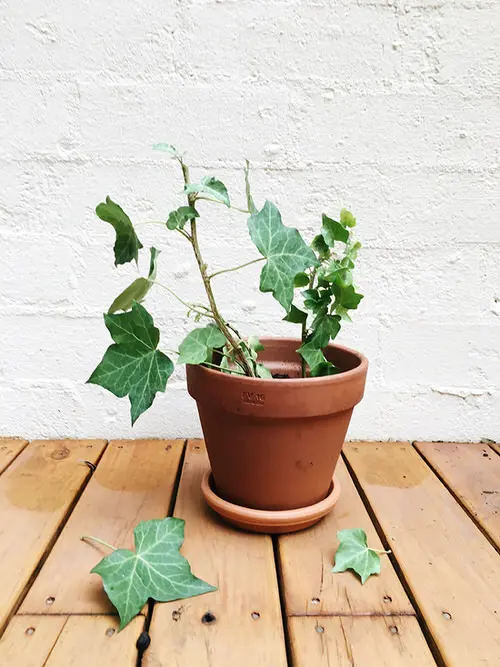 Indoor Plants you can Grow from Cuttings 10