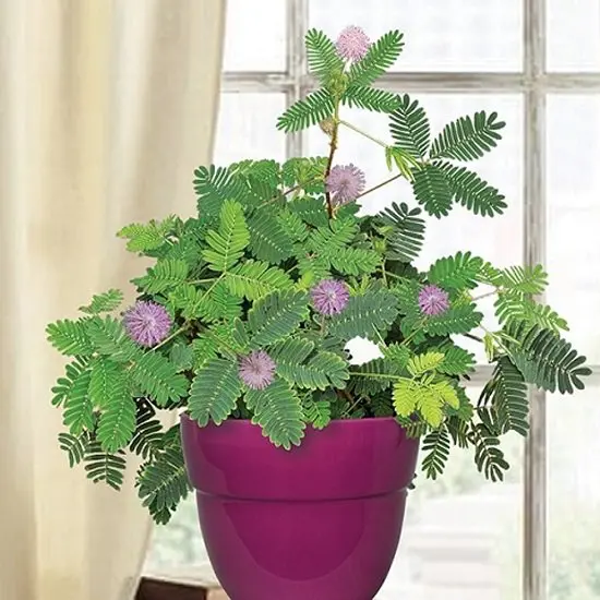 La planta sensible es una de las mejores plantas de interior para niños.