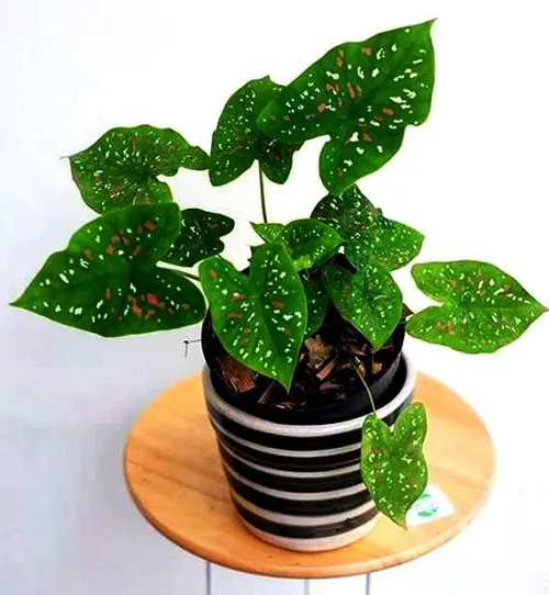 Polka Dot Print Houseplants