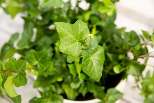 Types of Ivy Houseplants 12