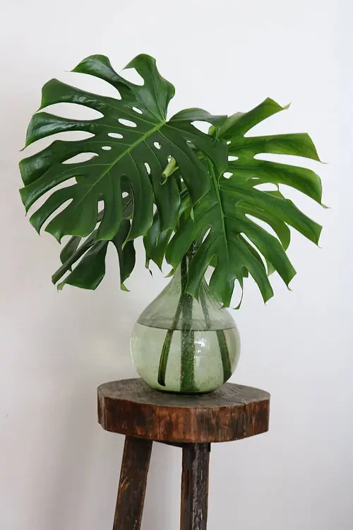 Indoor Plants you can Grow from Cuttings 14