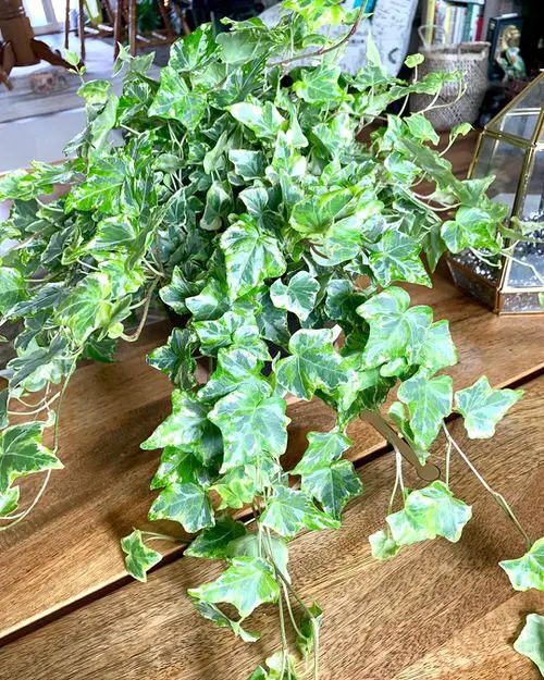 Types of Ivy Houseplants 13