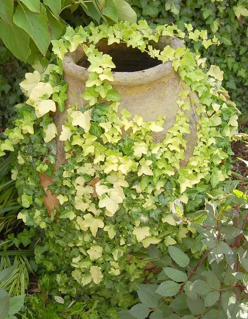 Types of Ivy Houseplants 2