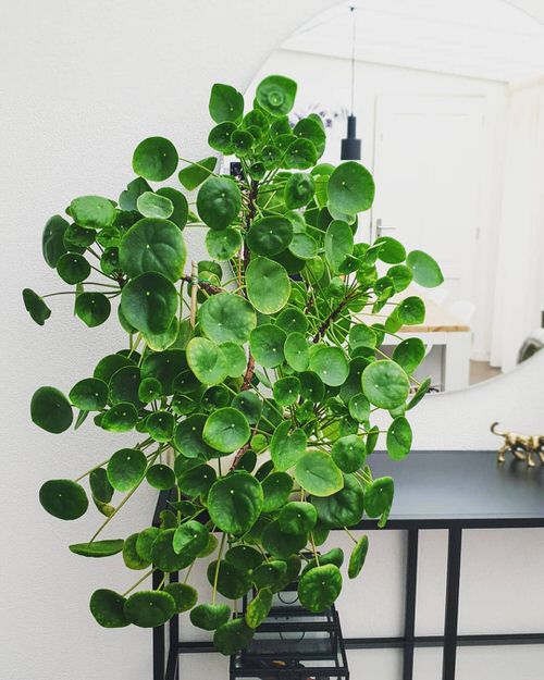 Really Beautiful Drought Tolerant Houseplants 2