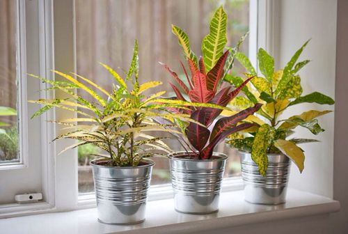  Houseplants for Sunny Windows 2