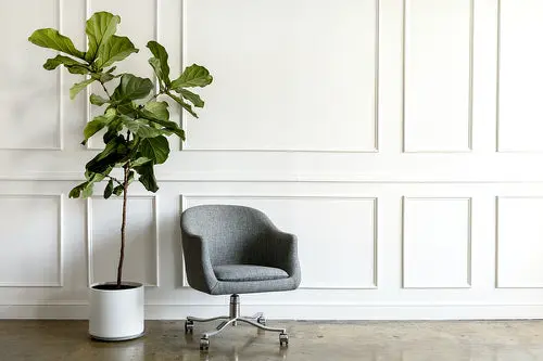 Fast Growing Indoor Plants that Grow Tall 2