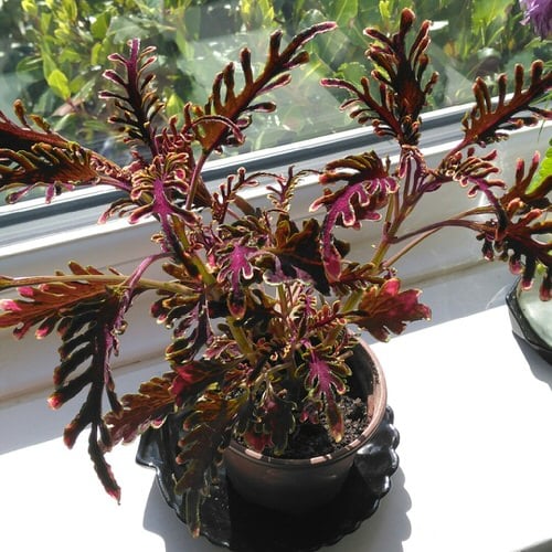 Indoor Plants with Fanciful Cut Foliage 2