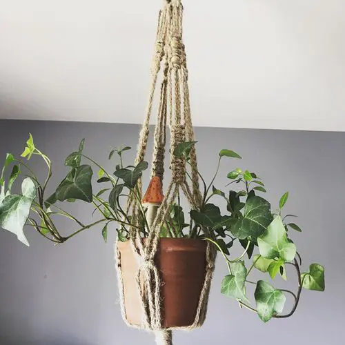 Types of Ivy Houseplants 14