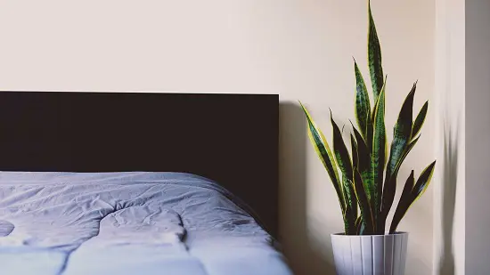 Some of the Best Bedroom Plants