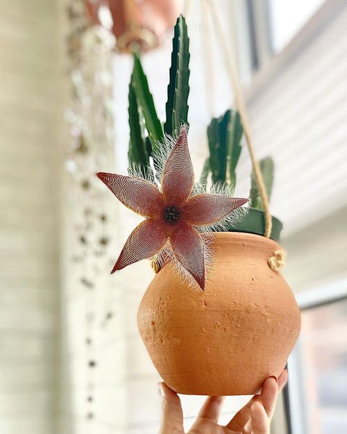 Houseplants with Most Weird and Unusual Leaves 7