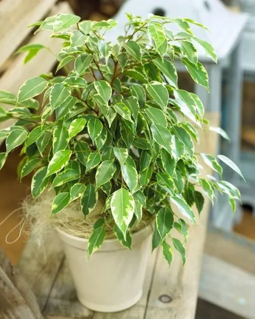 Indoor Plants you can Grow from Cuttings 16