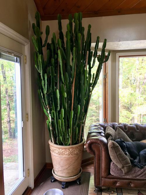  Houseplants for Sunny Windows 3