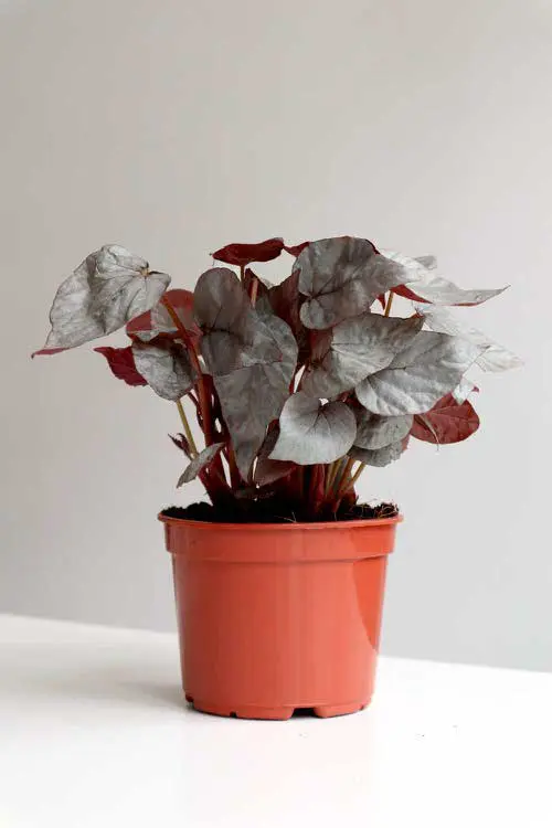 Bronze Leaf Houseplants 3
