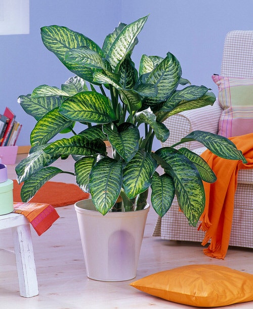 Most Effective CO2 Absorbing Houseplants Proven by Science 3